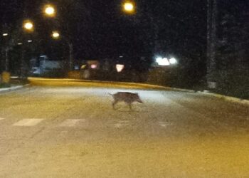 Cinghiali, sul piano di abbattimento nelle riserve di Vasto si decide il 21
