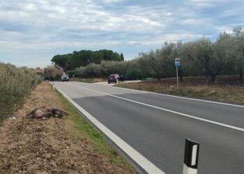 Cinghiali morti lungo la SS16: a Pagliarelli ancora incidenti