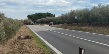 Cinghiali morti lungo la SS16: a Pagliarelli ancora incidenti