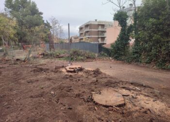 Cipressi in viale del Cimitero e pini a Vasto Marina: continua il taglio degli alberi
