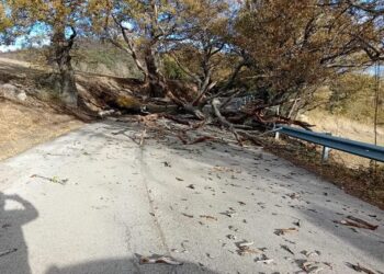 Danni del vento: crolla una roverella, ostruita la Sp Palmoli-Fresagrandinaria