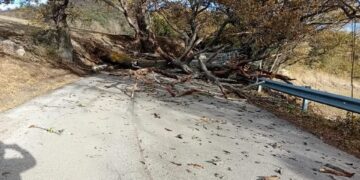 Danni del vento: crolla una roverella, ostruita la Sp Palmoli-Fresagrandinaria