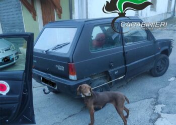 Lega il cane all’auto e lo trascina, fermato e denunciato dai carabinieri forestali