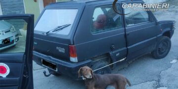 Lega il cane all’auto e lo trascina, fermato e denunciato dai carabinieri forestali