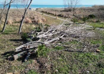 Riserva naturale Marina di Vasto, taglio degli alberi (e ripiantumazione) tra le polemiche