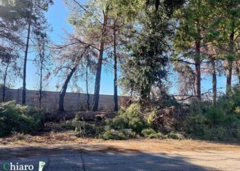 «Rifiuti e alberi pericolanti, riportare le condizioni di civiltà della zona industriale»