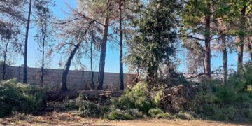 «Rifiuti e alberi pericolanti, riportare le condizioni di civiltà della zona industriale»