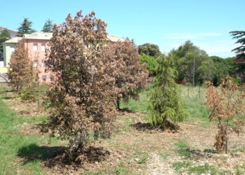 Alberi ripiantumati già secchi: quartiere San Paolo, eliminate le piante dall’area verde