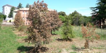 Alberi ripiantumati già secchi: quartiere San Paolo, eliminate le piante dall’area verde
