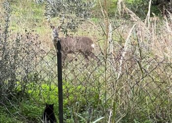 Caprioli nelle campagne di Vasto, agricoltori: «Mangiano i germogli, a noi non resta nulla»