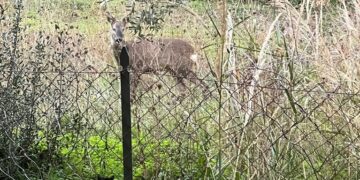 Caprioli nelle campagne di Vasto, agricoltori: «Mangiano i germogli, a noi non resta nulla»