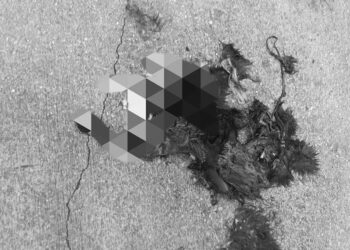 Gattini uccisi a Punta Penna, «Chi ha visto contatti le autorità». «Cause da accertare»