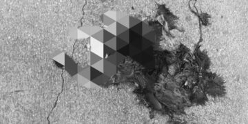 Gattini uccisi a Punta Penna, «Chi ha visto contatti le autorità». «Cause da accertare»