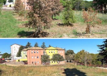 Alberi ripiantumati già secchi: quartiere San Paolo, eliminate le piante dall’area verde