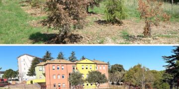 Alberi ripiantumati già secchi: quartiere San Paolo, eliminate le piante dall’area verde