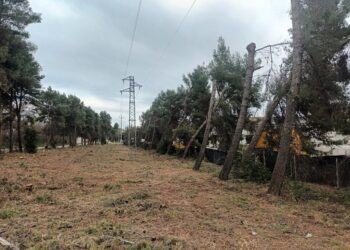 «Invece di interrare i cavi elettrici hanno mozzato centinaia di alberi»