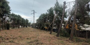 «Invece di interrare i cavi elettrici hanno mozzato centinaia di alberi»