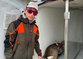 14enne di Fossacesia si tuffa e salva capriolo finito in mare
