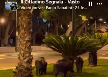 Ancora cinghiali sul prato nuovo del lungomare. D’Elisa: «Lunedì la sorveglianza, poi i dissuasori»