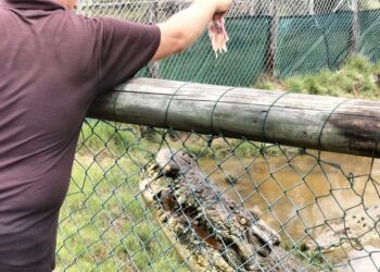 “Be crocwise in a croc country”… in sintesi: attenzione ai coccodrilli!