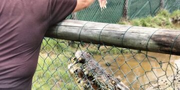 “Be crocwise in a croc country”… in sintesi: attenzione ai coccodrilli!