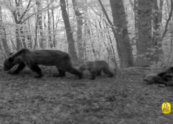 Diciotto cuccioli di orso marsicano nati nel 2023 nel Parco Nazionale Abruzzo Lazio Molise