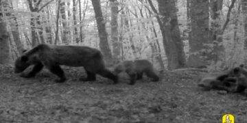 Diciotto cuccioli di orso marsicano nati nel 2023 nel Parco Nazionale Abruzzo Lazio Molise