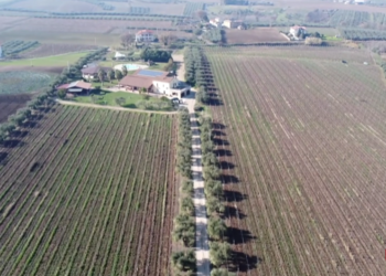 Inchiesta di Report sul vino, azienda vastese tra le eccellenze