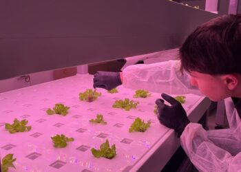 Al “Mattioli-D’Acquisto” l’innovativo laboratorio di coltura idroponica