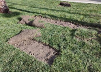 Lungomare, prato subito divelto: «Sono stati i cinghiali». D’Elisa: «Metteremo dissuasori»