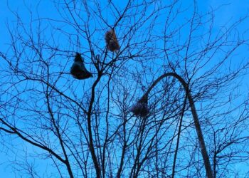 «Buste d’immondizia sugli alberi, inciviltà in via Alfieri». Inasprite le sanzioni