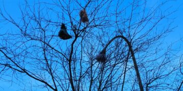 «Buste d’immondizia sugli alberi, inciviltà in via Alfieri». Inasprite le sanzioni