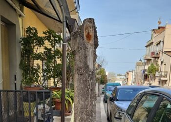 «Via delle Croci, nessuna capitozzatura: erano alberi secchi e saranno sostituiti»