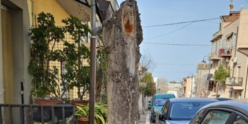 «Via delle Croci, nessuna capitozzatura: erano alberi secchi e saranno sostituiti»