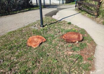 Alberi abbattuti nella Riserva, sarà botta e risposta in Consiglio comunale