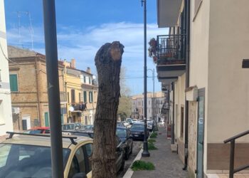 «Capitozzati gli alberi in via delle Croci: violato il regolamento»