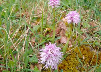 Passeggiata alla scoperta delle orchidee spontanee con Legambiente Geo