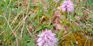 Passeggiata alla scoperta delle orchidee spontanee con Legambiente Geo