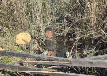 Riserva Marina di Vasto, in un canale schiuma e fetore. Barisano:  «Cause da accertare»
