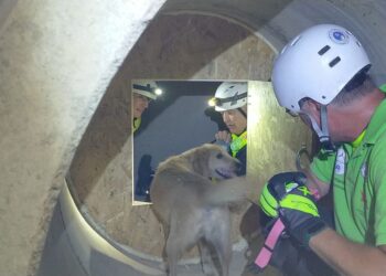 A San Salvo una scuola cinofila per l’addestramento di unità da ricerca e soccorso di scomparsi