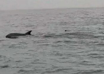 Delfini al largo, la scena ripresa a 8 miglia dalla costa