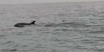 Delfini al largo, la scena ripresa a 8 miglia dalla costa