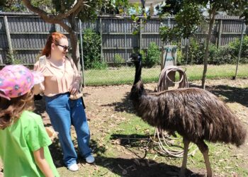Uno degli animali simbolo dell’Australia… e a sorpresa non parliamo di koala