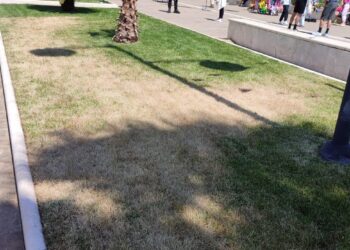 Lungomare, il prato continua a ingiallire: ora il problema è anche nel tratto sud