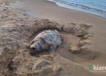 Tartaruga di grandi dimensioni trovata morta sulla spiaggia di Punta Penna