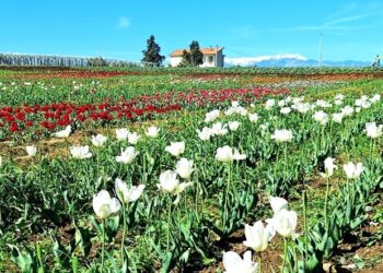 A Fontefico il Festival dei tulipani: 50mila fiori di 25 varietà