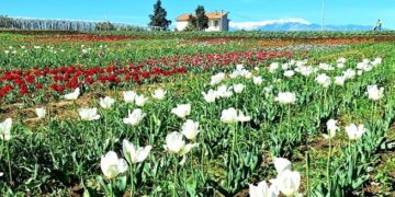 A Fontefico il Festival dei tulipani: 50mila fiori di 25 varietà