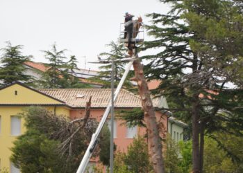 Nuovo parcheggio, abbattuto un altro pino. «Era pericolante»