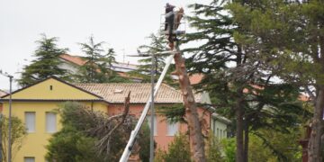 Nuovo parcheggio, abbattuto un altro pino. «Era pericolante»