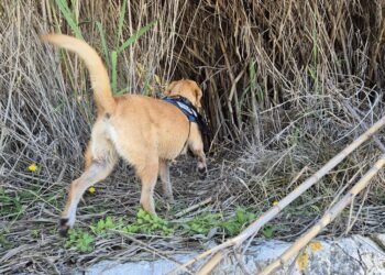 Milena, le ricerche si spostano sempre più a sud